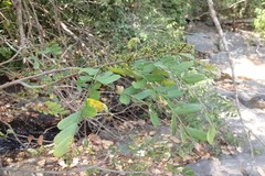 Dalbergia acaciifolia